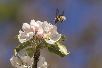 Image of bee on apple blossom © John Macfarlane