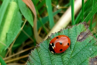 Ladybird © Julia Sier