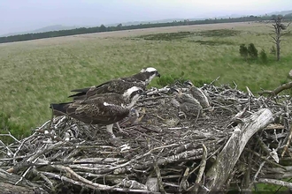 Image of Foulshaw Moss ospreys from web cam