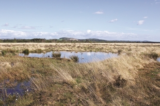 Image of Foulshaw Moss peatland © Ian Alexander Waite