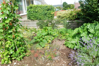 Image of vegetable garden © Dyane Silvester