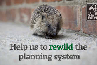 Image of hedgehog - Help us to re-wild the planning system