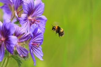 Image of bumblebee © Jon Hawkins/Surrey Hills Photography