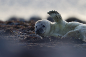 Image of first seal pup at South Walney Nature Reserve 5 Oct 2020 © Cumbria Wildlife Trust  