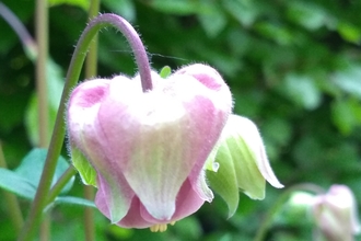 Aquilegia photo Kevin Line