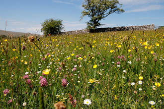 Colourful wildflowers in a field at Bowber Head Farm