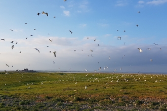 Image of gull colony at South Walney Nature Reserve in 2019 © Cumbria Wildlife Trust