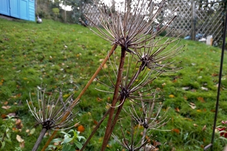 Dried flower heads of agapanthus attract insects, along with cow parsley. Photo Kevin Line