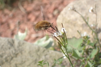 Dark edged Bee-fly on Bittercress copyright Charlotte Rankin