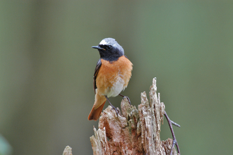 Image of redstart credit Phil Collier