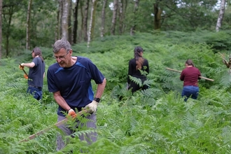 A group of people in a woodland removing rhododendrons