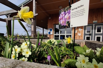 Image of spring flowers at Gosling Sike credit Cumbria Wildlife Trust