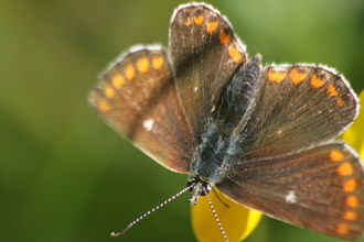 A northern brown argus visits a bright yellow bird's-foot-trefoil flower. Its wings are open, revealing the white spot on the dark brown background