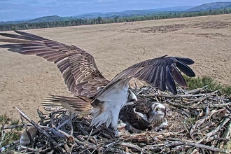 Foulshaw ospreys on the nest