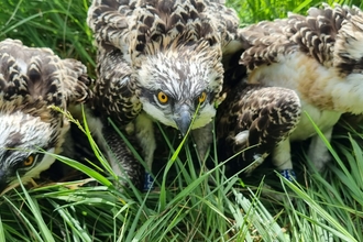 Image of osprey chicks at ringing June 2023 credit Cumbria Wildlife Trust