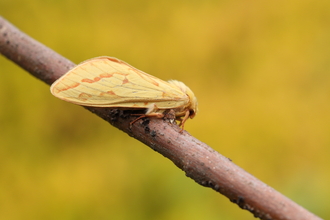 A female ghost moth, with pinkish markings on her yellow wings, rests on a twig