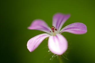 Close-up flower of herb Robert