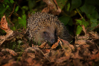 Hedgehog in autumn leaf litter credit jon hawkins - surrey hills photography