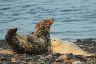 Seal Fact Sheet, Blog, Nature