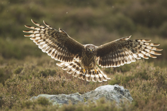 Skiddaw Forest Species