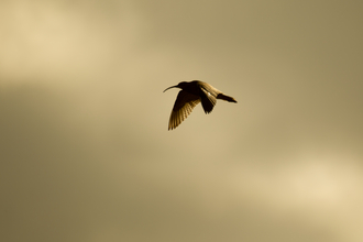 Skiddaw Forest Species