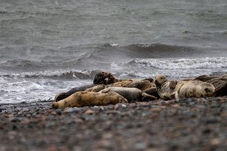 grey seals on pebble baeach at south walney nature reserve