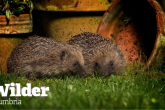 Hedgehog credit john hawkins - surrey hills photography