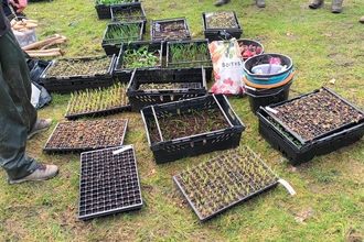 Plug plants, bulbs and equipment, ready for volunteers.