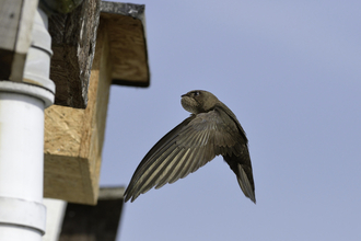 Swift flying into a nest box credit Nick Upton