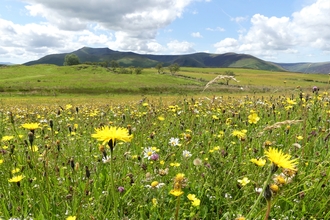 A view of Eycott Hill Nature Reserve, looking towards Blencathra, with a wildflower meadow in the foreground. 