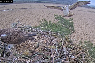 Whhite YW and Blue 35 return for 2024 at #foulshawospreys