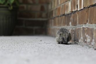 Hedgehog running along edge of a brick wall credit Tom Marshall