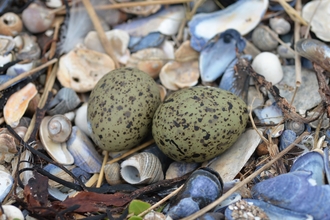 image of Arctic tern eggs on shingle at Foulney Island Nature Reserve 