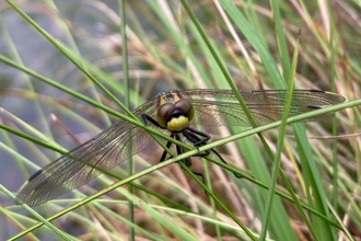 Image of white-faced darter dragonfly at Drumburgh Moss Nature Reserve