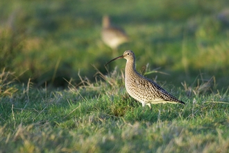 image of curlew in a field