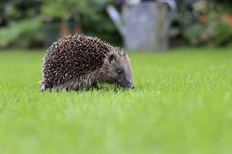 Image of hedgehog on lawn