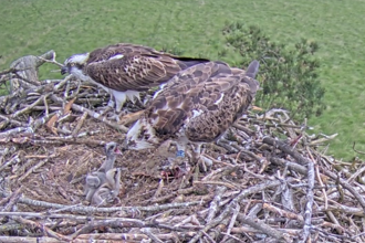 Two ospreys feeding two chicks on nest