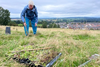 Person planting wildflower plug plants at Cold Springs Community Nature Reserve