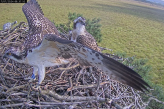 2024 Young ospreys fledge