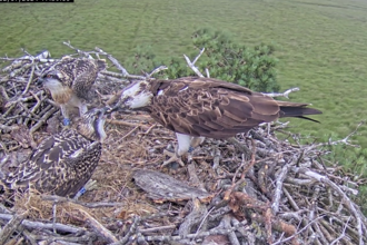 2.7.24 Our osprey chicks back at the nest after ringing