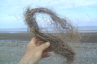Decaying rope dug out of the beach
