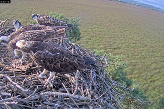 30.7.24 #FoulshawOspreys last meal together