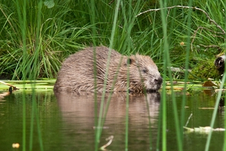 Image of beaver in river