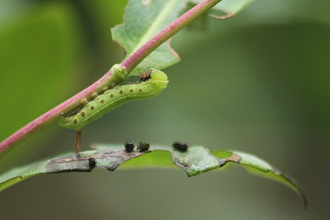 The caterpillar of a broad-bordered bee hawk-moth climbing a honeysuckle stem. It's a green caterpillar with white lines and red dots