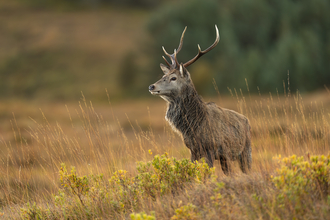 Red deer