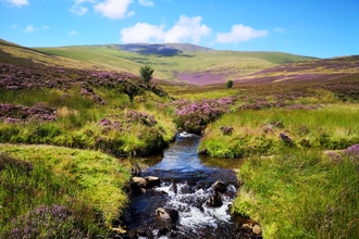 Skiddaw Forest landscape featuring stream and purple heather credit  Joe Murphy