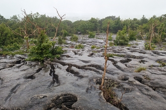 Limestone pavement copyright Thomas Langmead