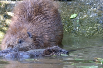 Image of beaver with kit in water