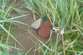 Dog waste bag hidden under rocks on the beach