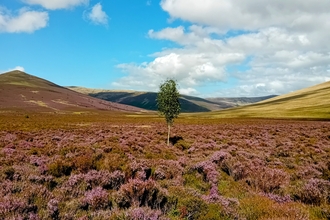 Lonely birch on Skiddaw